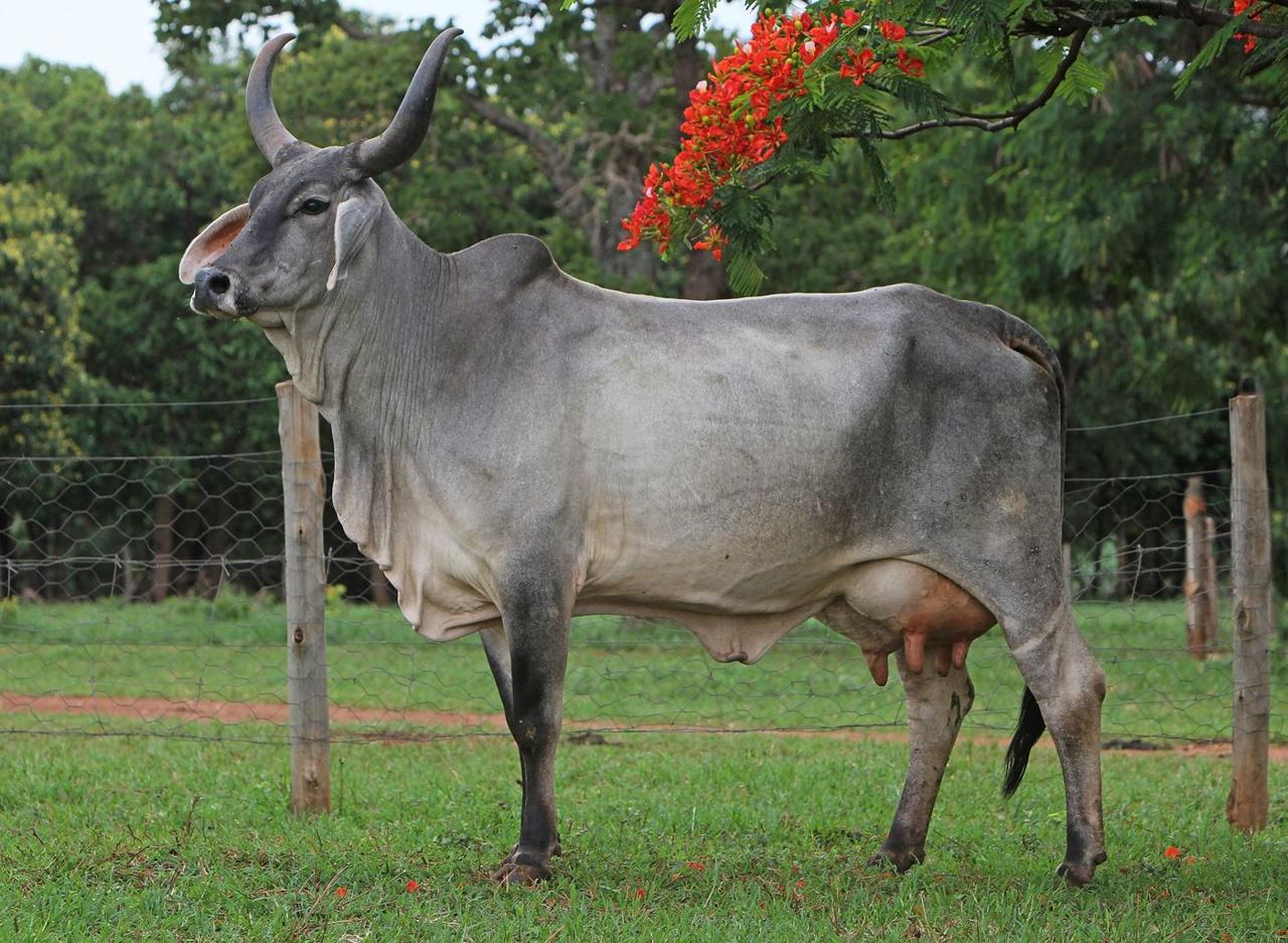 Vaca Guzerá cinza, de lado, no pasto (foto da Boa Lembrança)