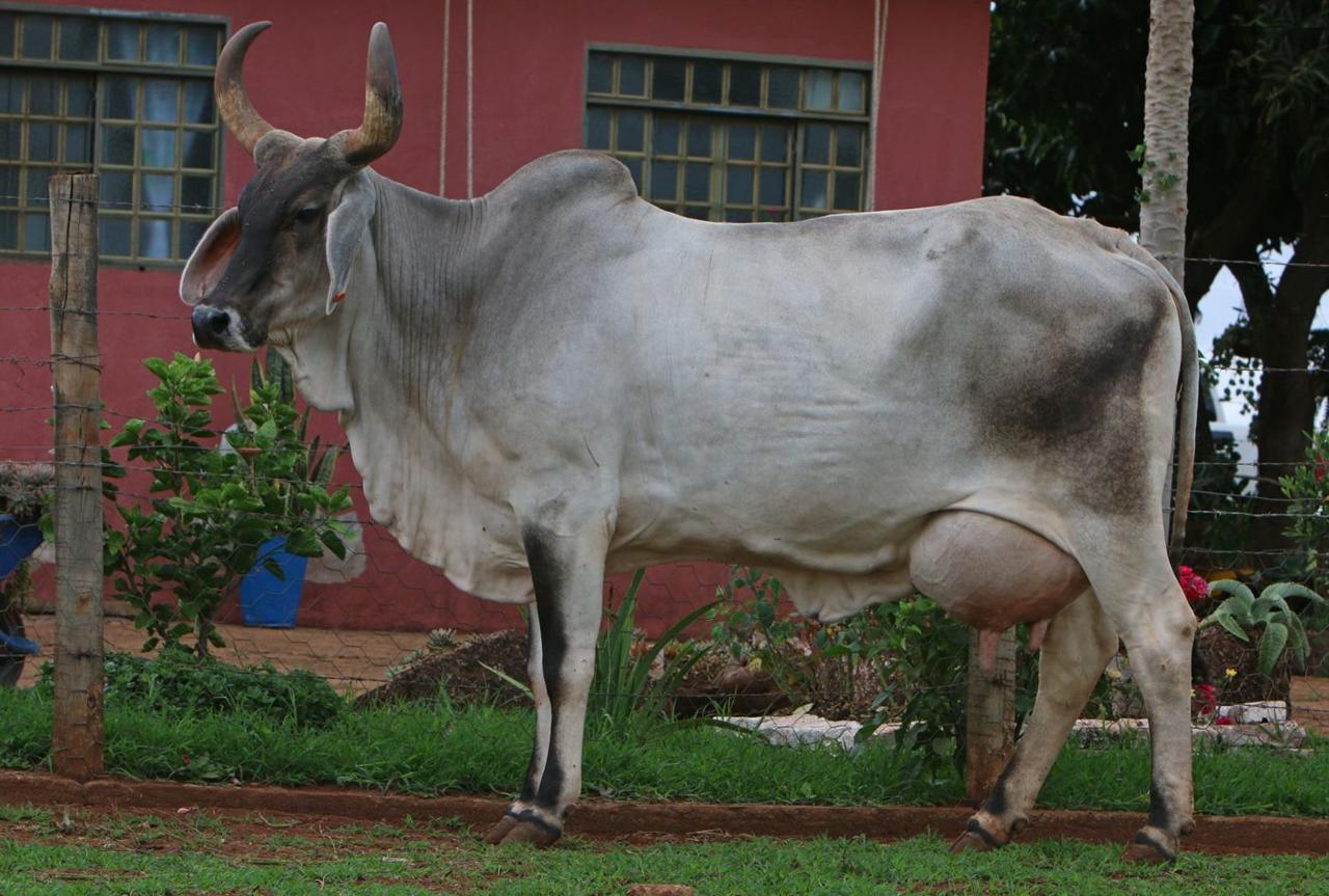 Vaca Guzerá cinza em frente a um galpão (foto da Boa Lembrança)